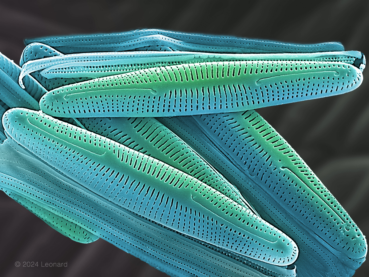 Hudson River Diatoms