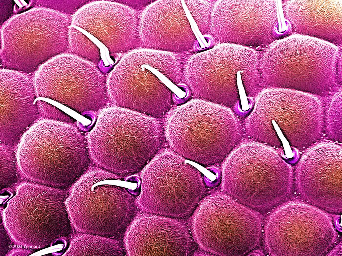 Compound Eye of a Fly (Insect)
