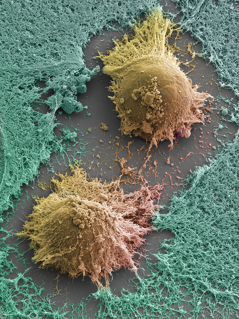 Embryonic Stem Cells Pair