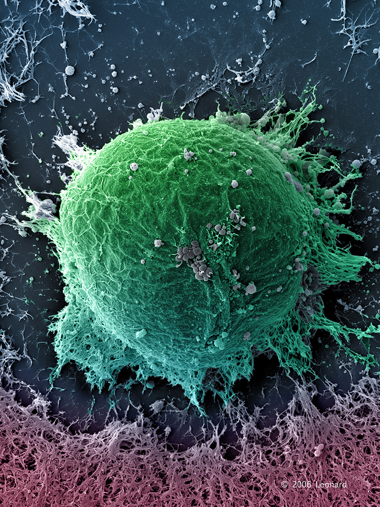 Human Embryonic Stem Cell