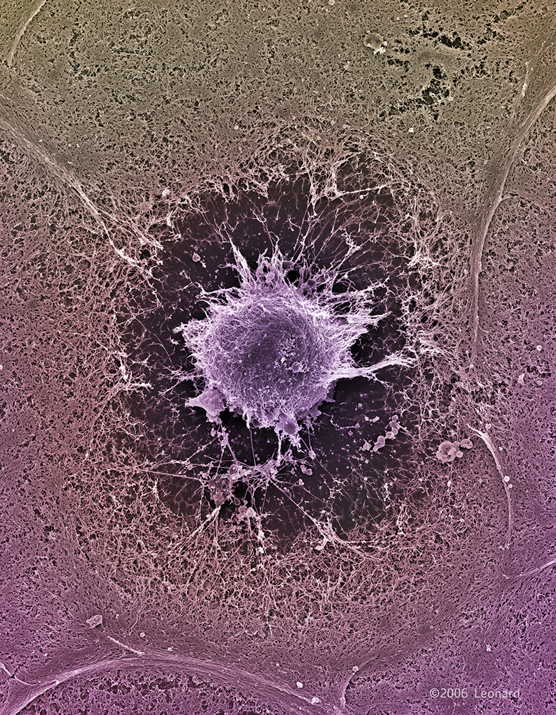 Human Embryonic Stem Cell