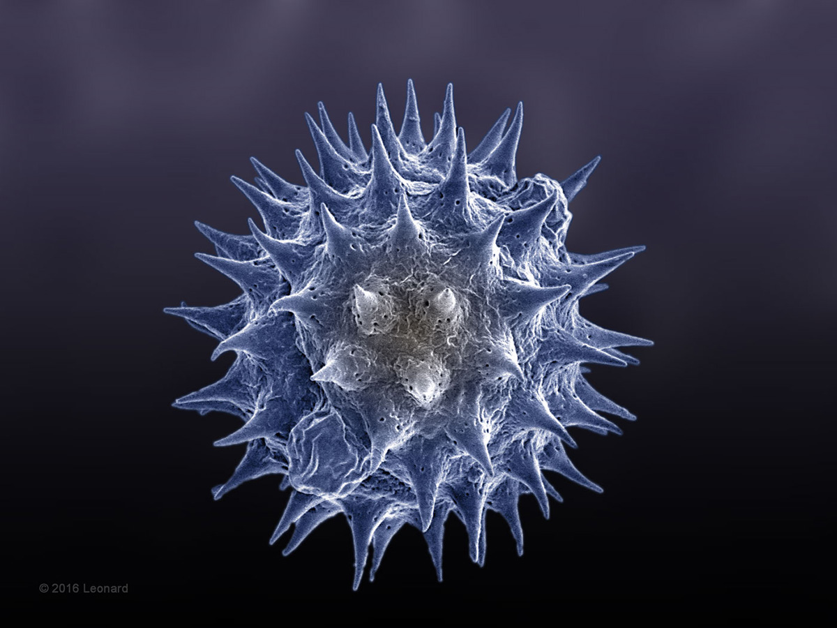 Pollen from Central Park, NYC