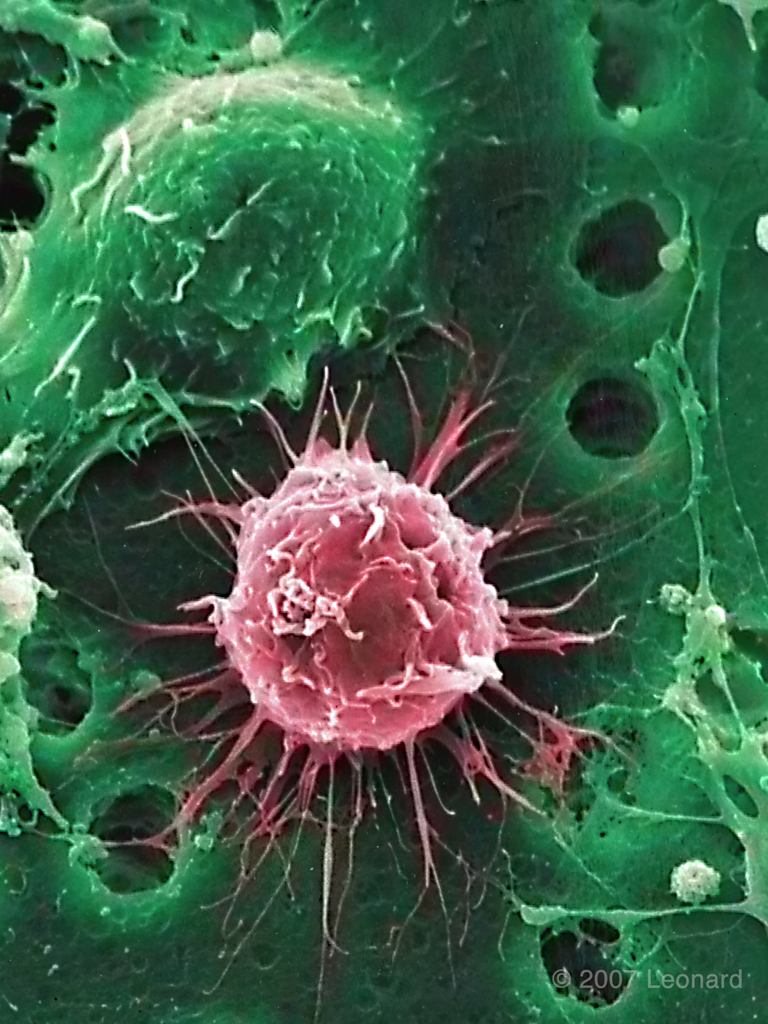 Time Magazine Stem Cell Cover