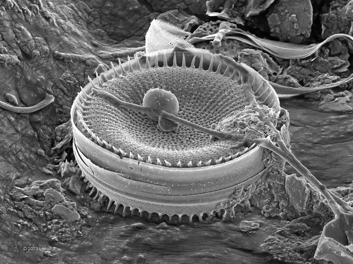 Hudson River Diatom with Debris
