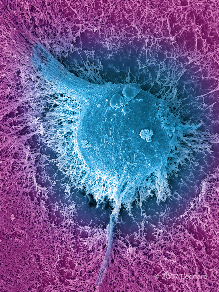 Human Embryonic Stem Cell