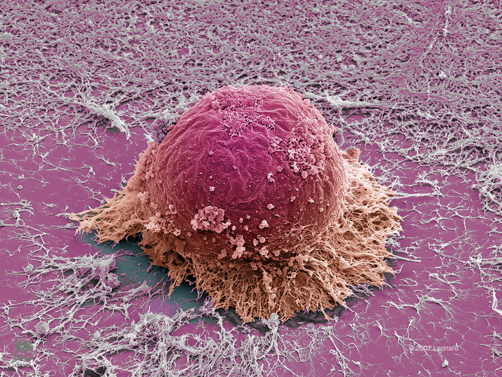 Human Embryonic Stem Cell