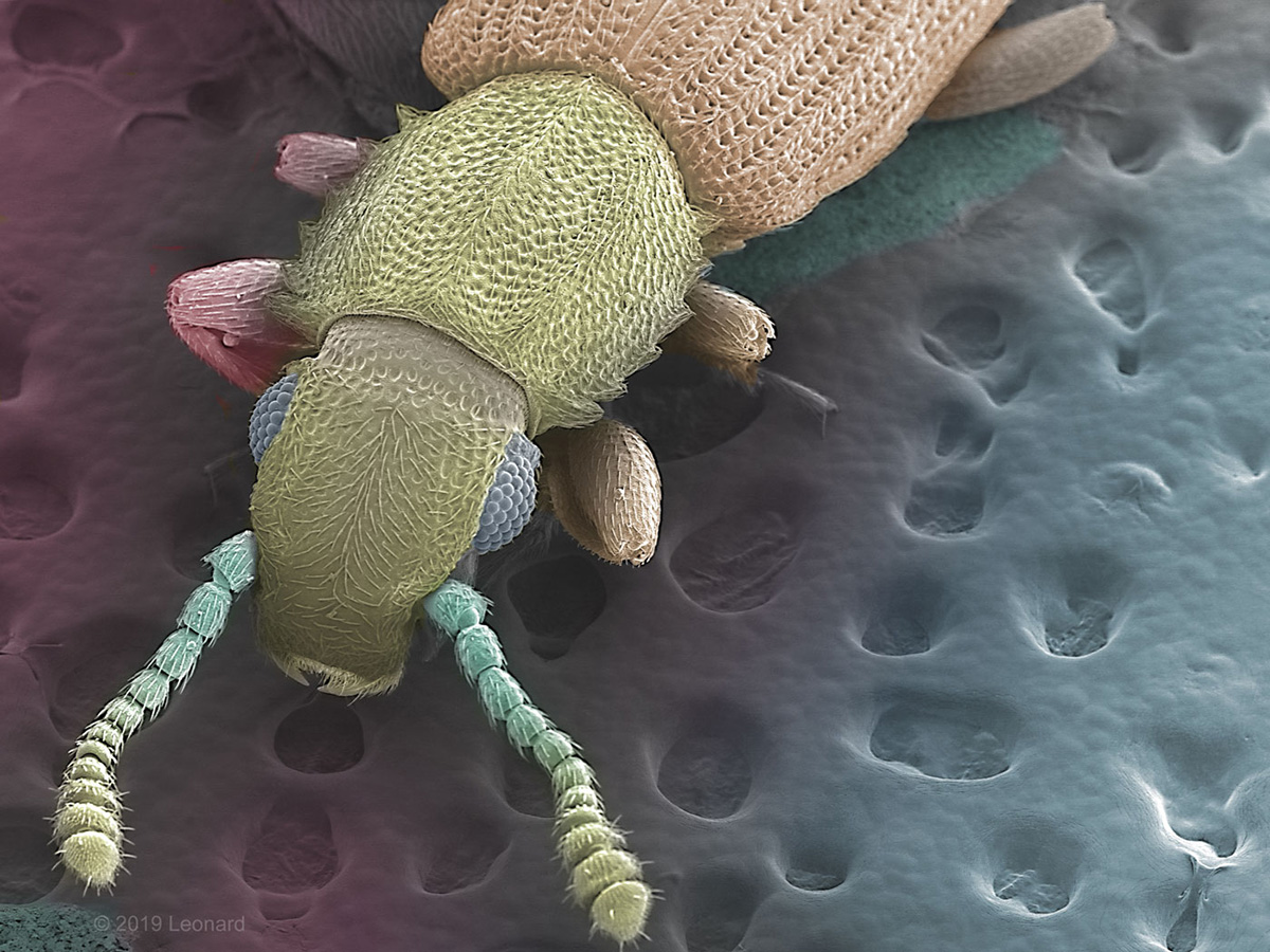 Merchant Grain Beetle, found in a Bag if Rice from a NYC Dollar Store