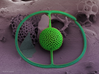 Radiolarian Saturnalis (Zooplankton)