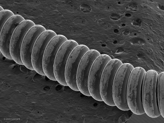 Would Guitar Wire (spiraling)