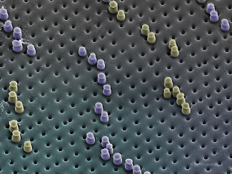 On Surface of Radiolarian
