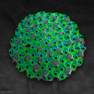 Bryozoan from Australia