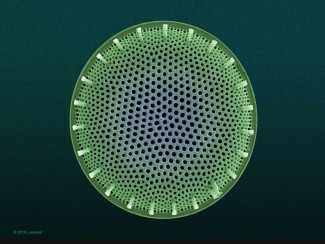 Hudson River Diatom