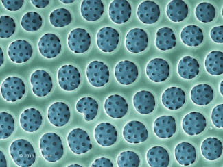 Detail of Hudson River Diatom