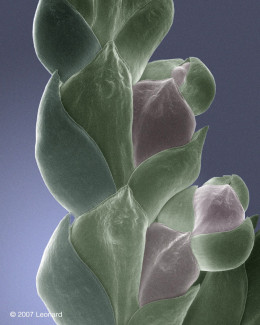 Grass Budding