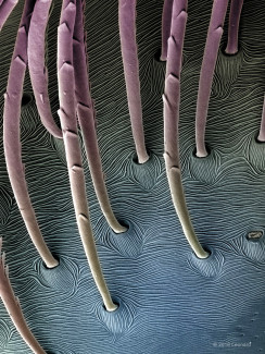 Landscape on a Spider's Body