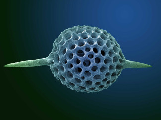 Radiolarian