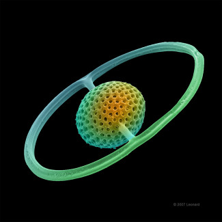 Saturnalis Radiolarian