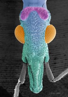 Kissing Bug