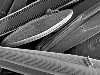 Hudson River Diatoms