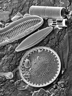 Myriad of Hudson River Diatoms and Diatom Fragents