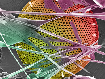 Hudson River Diatom