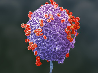 Mold, shedding its spores like mandarine oranges sections separating and flowing away. Purple body with orange mold sections shedding away