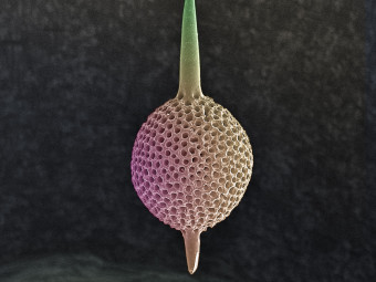 Radiolarian