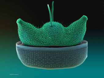 Hudson River Diatom