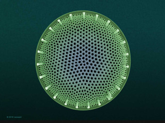 Hudson River Diatom