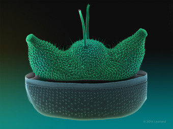 Hudson River Diatom