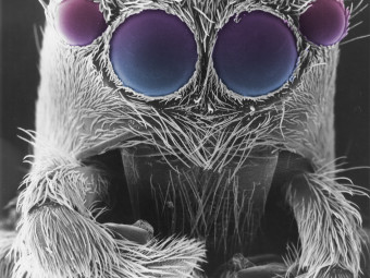 Jumping spider with eyes colored purple