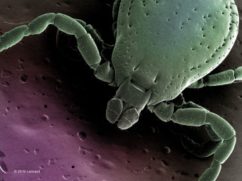 Deer Tick