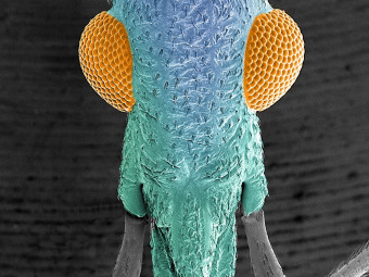 Kissing Bug